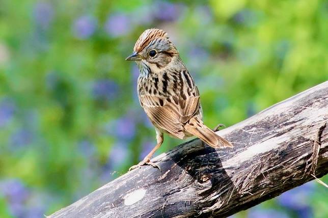 Lincoln's Sparrow by Kelly Colgan Azar is licensed under CC BY-ND 2.0.